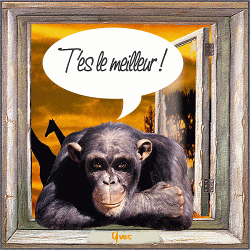 Singe2.gif